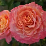 Rosa Augusta Luise