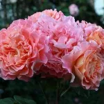 Rosa Augusta Luise