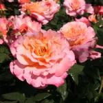 Rosa Augusta Luise