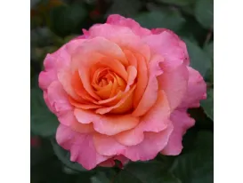 Rosa Augusta Luise