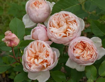 Rose Bella Romantica