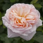 Rose Bella Romantica