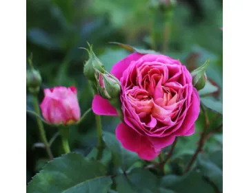 Centenaire de l'Hay les Roses