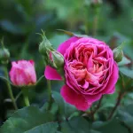 Centenaire de l'Hay les Roses