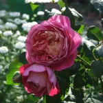 Centenaire de l'Hay les Roses