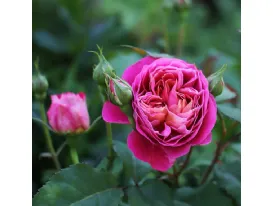 Centenaire de l'Hay les Roses