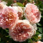 Rose Cervia - Sangerhäuser Jubiläumsrose