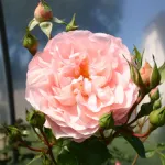 Rose Cervia - Sangerhäuser Jubiläumsrose