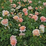 Rose Cervia - Sangerhäuser Jubiläumsrose