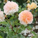 Rose Cervia - Sangerhäuser Jubiläumsrose