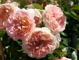 Rose Cervia - Sangerhäuser Jubiläumsrose