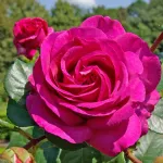 Rosa Chartreuse de Parme