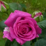 Rosa Chartreuse de Parme