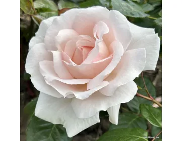 Constanze Mozart® - Pretty Parfuma ® KORmaccap