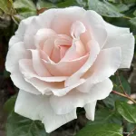 Constanze Mozart® - Pretty Parfuma ® KORmaccap