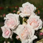 Constanze Mozart® - Pretty Parfuma ® KORmaccap