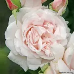 Constanze Mozart® - Pretty Parfuma ® KORmaccap