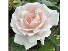 Constanze Mozart® - Pretty Parfuma ® KORmaccap