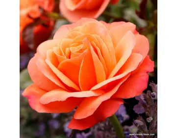 Coral Lions-Rose®