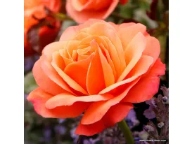 Coral Lions-Rose®