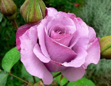 Rosa Dioressence