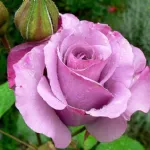 Rosa Dioressence