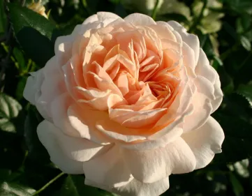 Rosa Garden of Roses