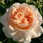 Rosa Garden of Roses