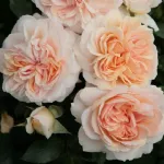 Rosa Garden of Roses