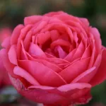 Rose Gartenprinzessin Marie Jose®