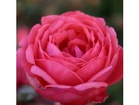 Rose Gartenprinzessin Marie Jose®