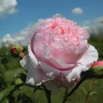 Rose Gartentraume