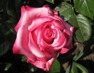 Rosa Gräfin Sonja