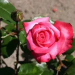 Rosa Gräfin Sonja