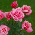 Rosa Gräfin Sonja