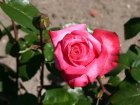 Rosa Gräfin Sonja