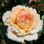 Rose Großherzogin Luise®