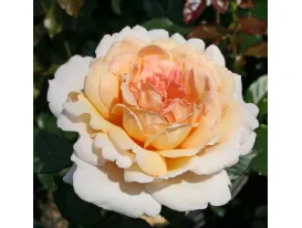 Rose Großherzogin Luise®