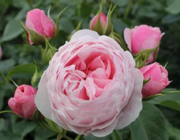 Rosa Hans Gönewein Rose