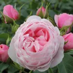 Rosa Hans Gönewein Rose