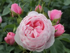 Rosa Hans Gönewein Rose