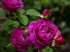 Rose Heidi Klum rose