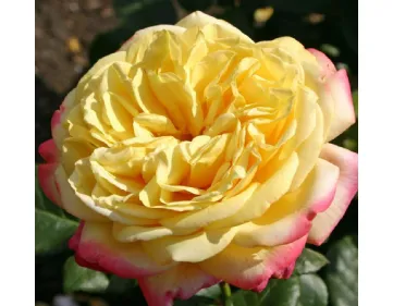 Rose Kordes Jubilee®