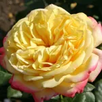 Rose Kordes Jubilee®