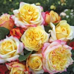 Rose Kordes Jubilee®