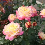 Rose Kordes Jubilee®