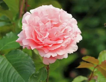 Rosa L'Aimant