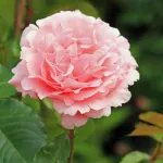 Rosa L'Aimant