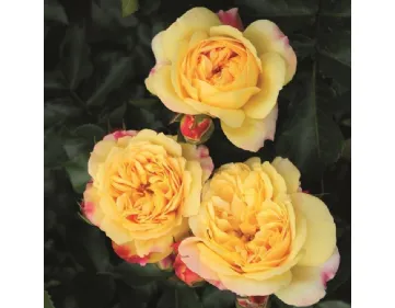 Rose Lampion
