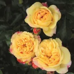 Rose Lampion